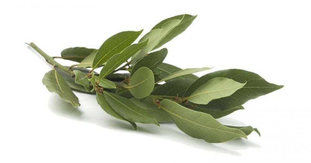 Hatay Defne Yaprağı 30 Gr