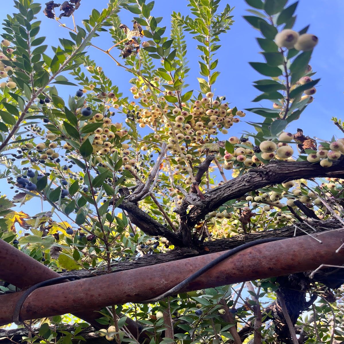 Hambales  Meyvesi 1kg