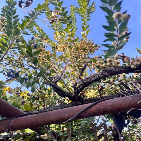 Hambales  Meyvesi 1kg