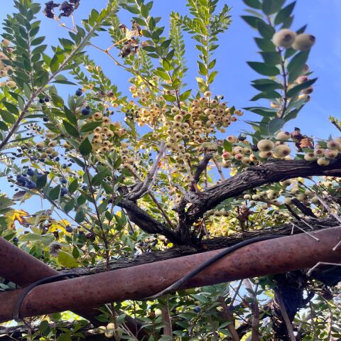 Hambales Meyvesi 1 kg